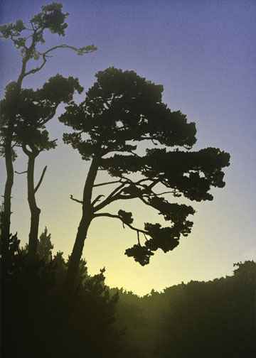 Image of Trees On Monterey Peninsula