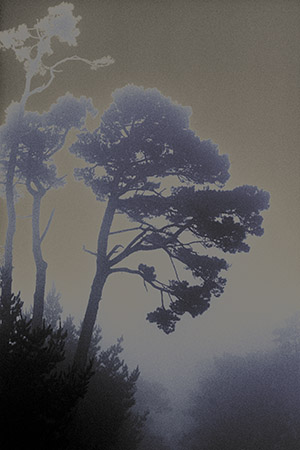 Foggy Morning on Monterey Peninsula - Layers After